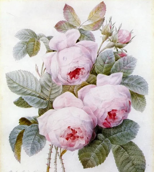 Roses