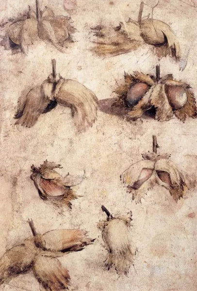 Studies of Nuts