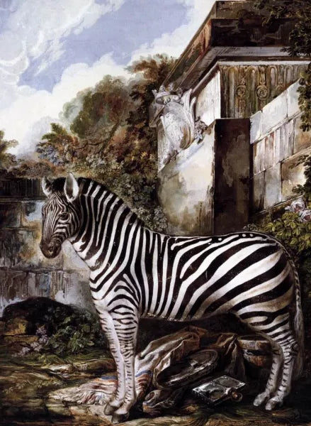 Zebra