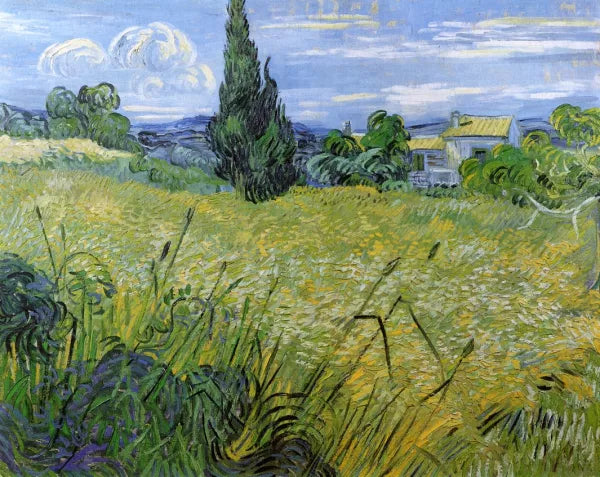 Green Wheat Field with Cypress