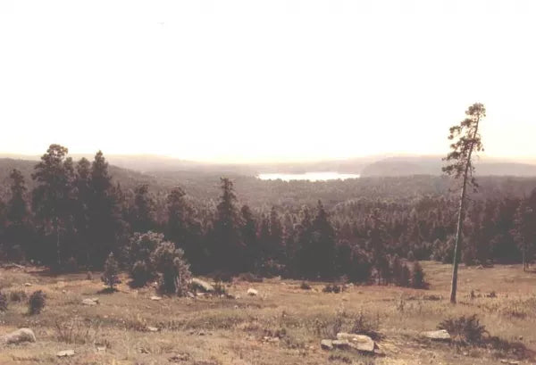 Woodland Distance