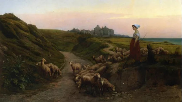 Sheep