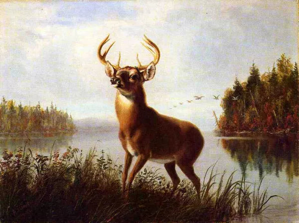 Eight Point Stag