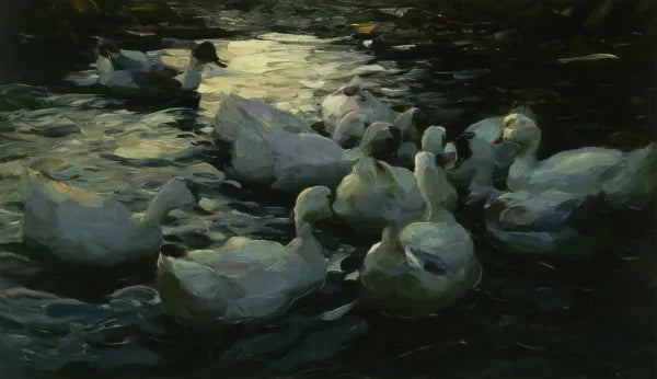 Enten Im Wasser
