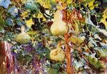 No Frame (Rolled in a Tube)