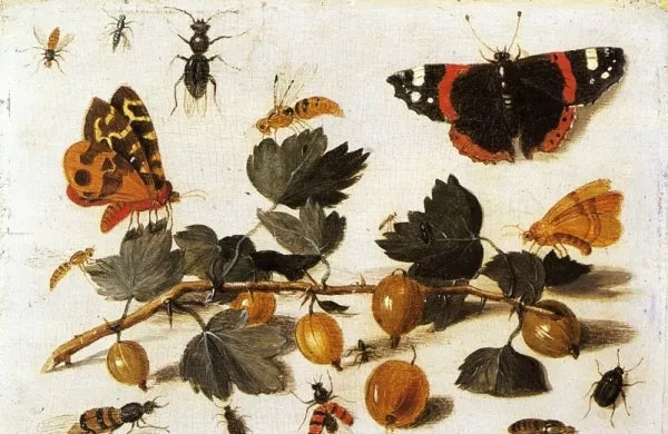 Butterflies and Insects and a Spray of Gooseberries